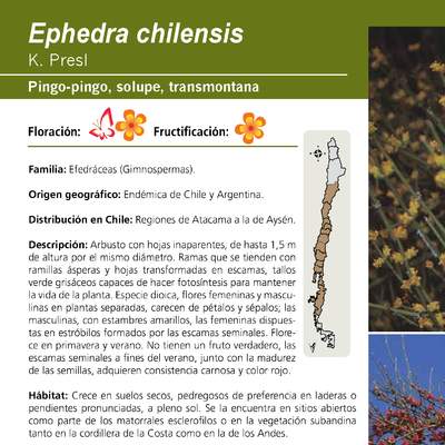 Ephedra chilensis