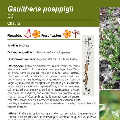 Gaultheria poeppigii