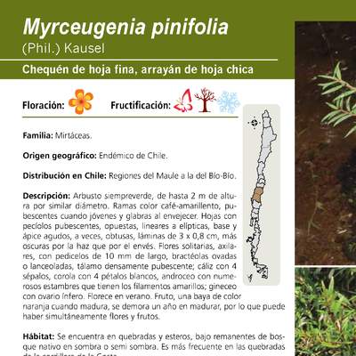 Myrceugenia pinifolia