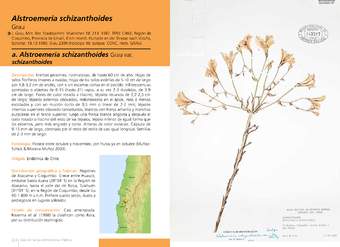 Alstroemeria schizanthoides