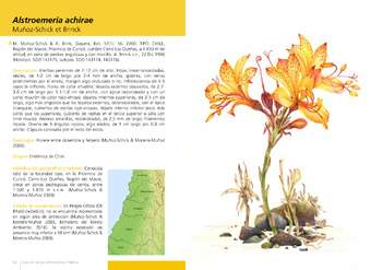 Alstroemeria achirae