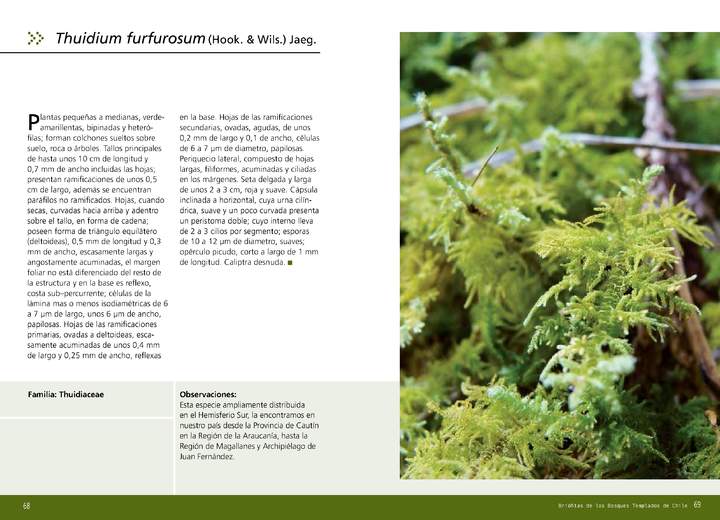 Thuidium furfurosum