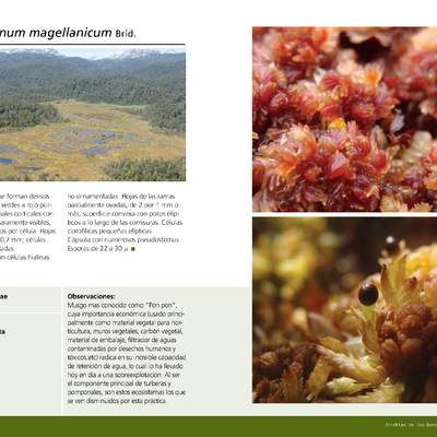 Sphagnum magellanicum