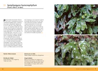 Symphyogyna hymenophyllum