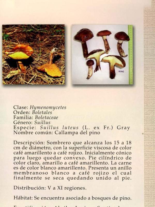 Suillus luteus