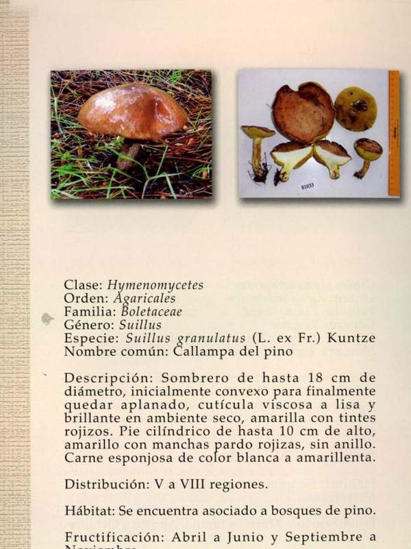 Suillus granulatus