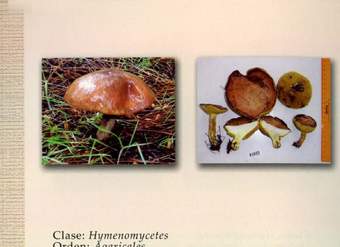 Suillus granulatus