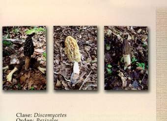 Morchella sp.