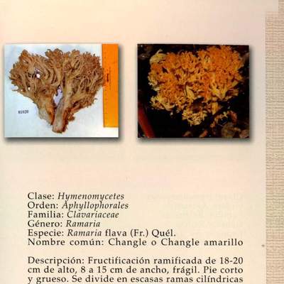 Ramaria flava