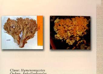 Ramaria flava