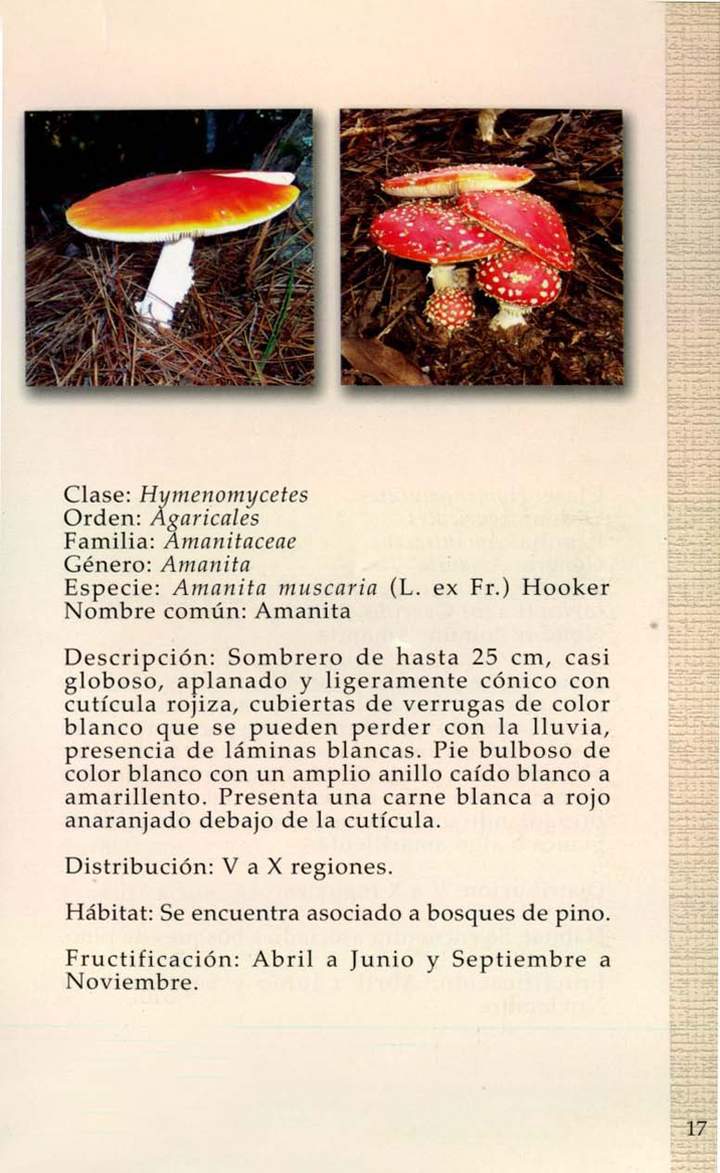 Amanita muscaria