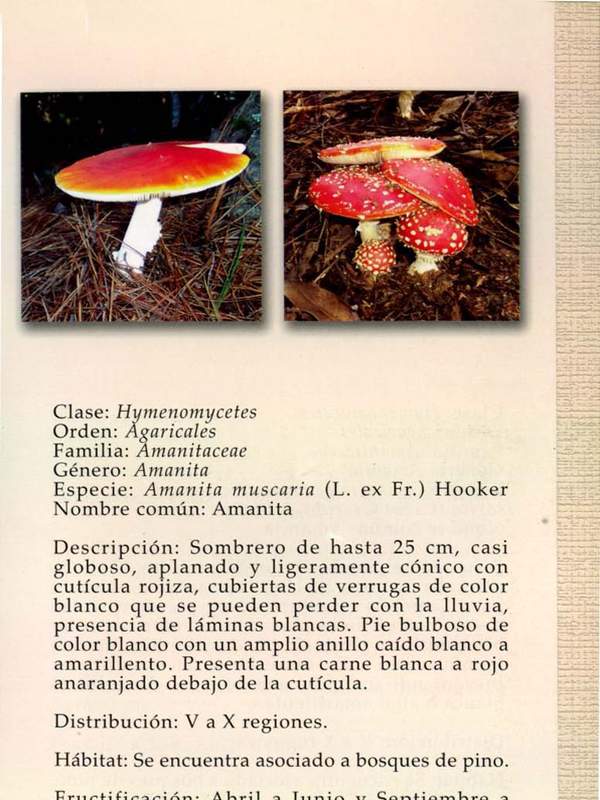 Amanita muscaria