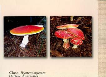 Amanita muscaria