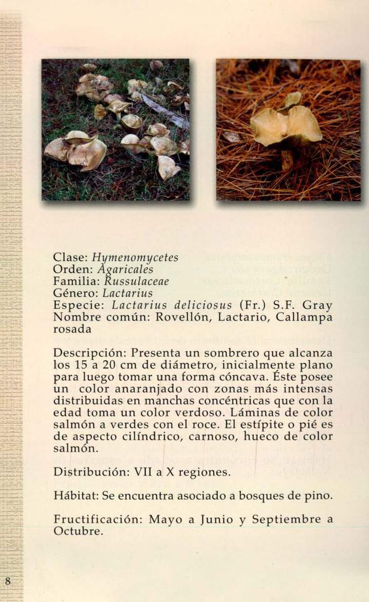 Lactarius deliciosus