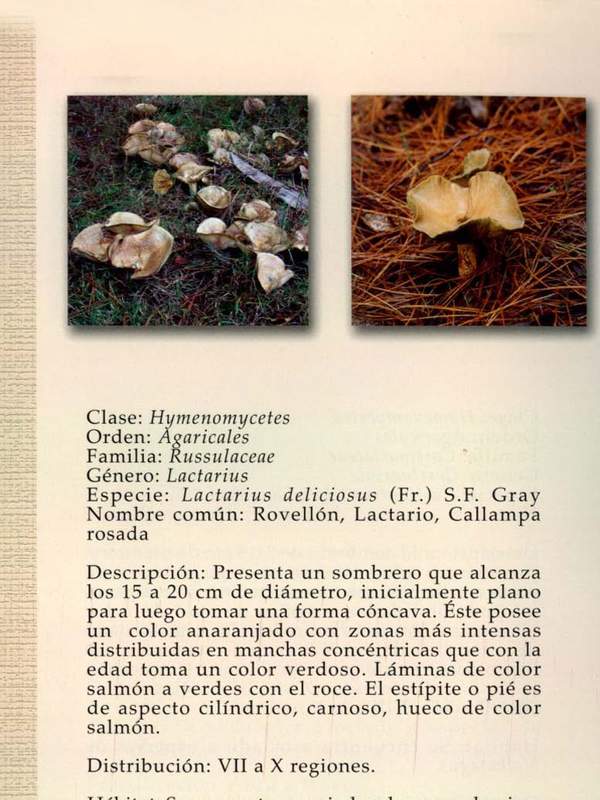 Lactarius deliciosus