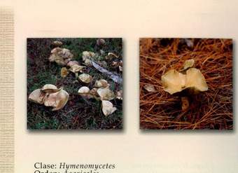 Lactarius deliciosus