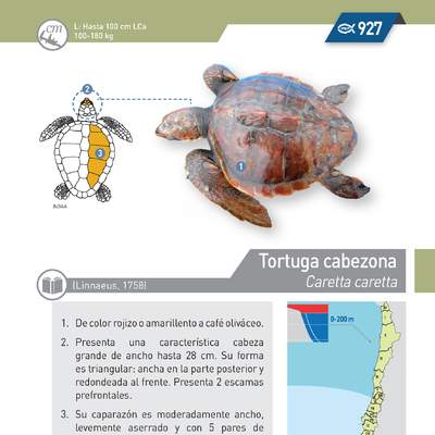 Caretta caretta