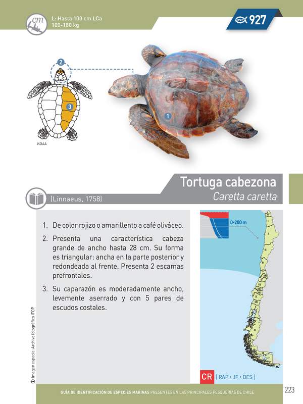 Caretta caretta