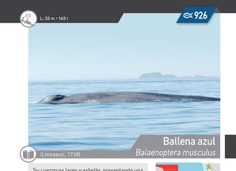 Balaenoptera musculus