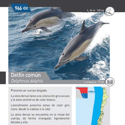 Delphinus delphis