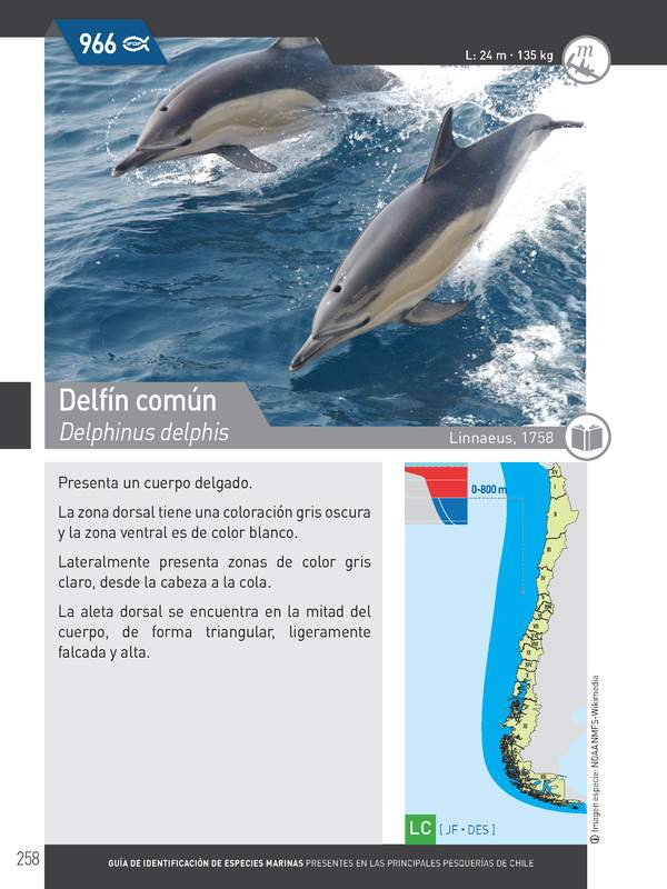 Delphinus delphis