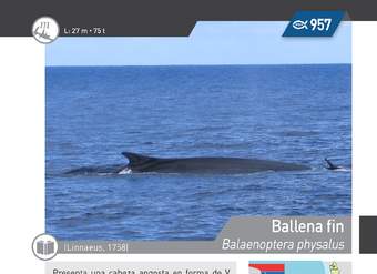 Balaenoptera physalus