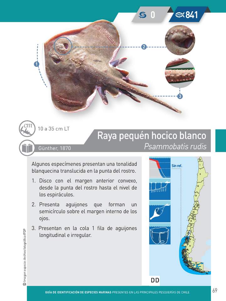 Psammobatis rudis