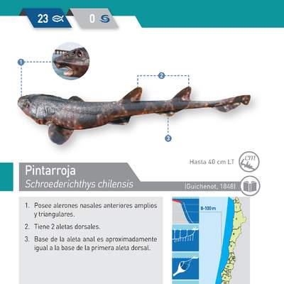 Schroederichthys chilensis