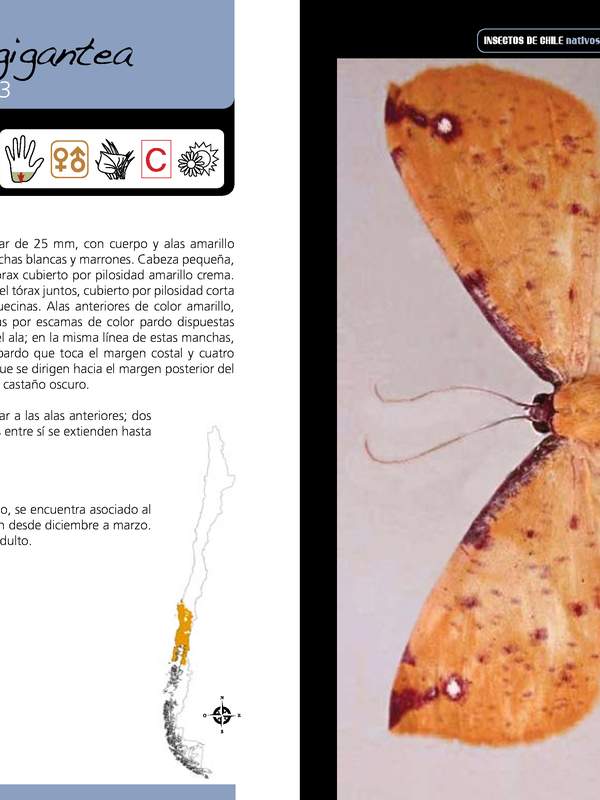 Neorumia gigantea - lepidóptera