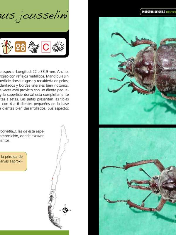 Chiasognathus jousselini ? coleóptero