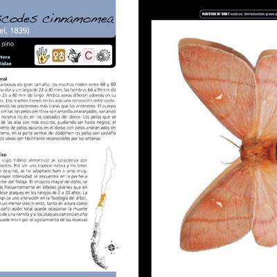 Ormiscodes cinnamomea -lepidóptera