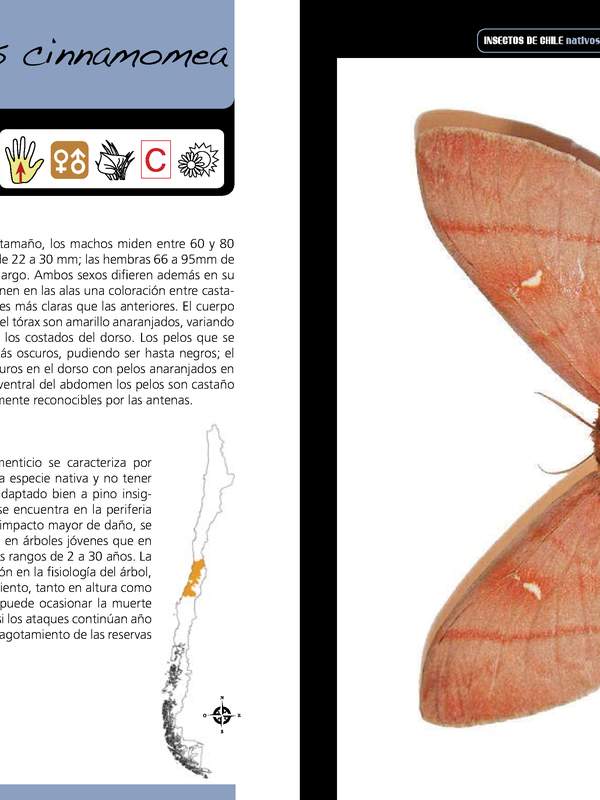 Ormiscodes cinnamomea -lepidóptera