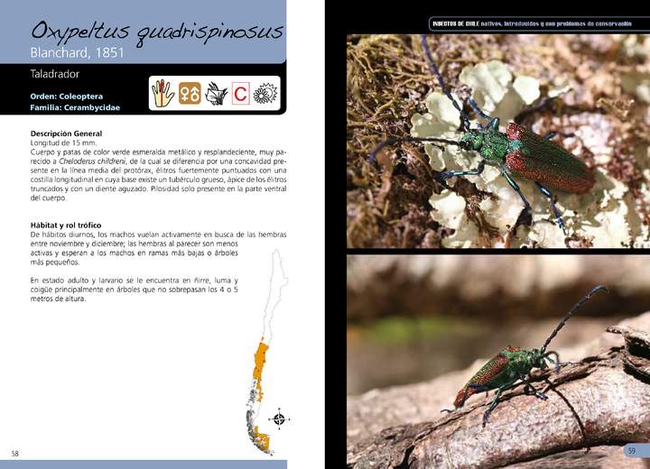 Oxypeltus quadrispinosus -coleóptera