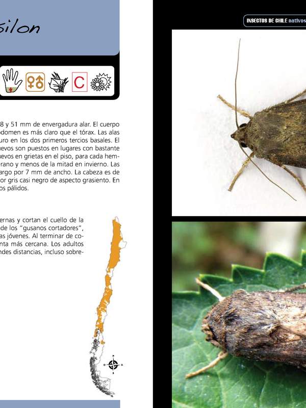 Agrotis ipsilon -lepidóptera