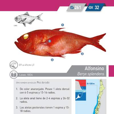 Beryx splendens - Alfonsino