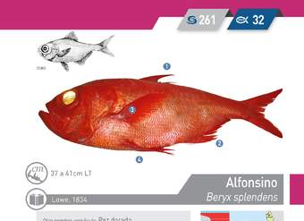 Beryx splendens - Alfonsino