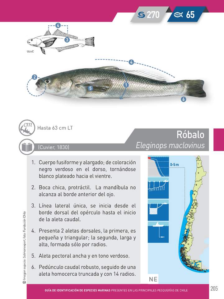 Dissostichus eleginoides - Bacalao de profundidad