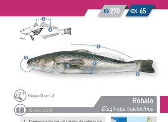 Dissostichus eleginoides - Bacalao de profundidad