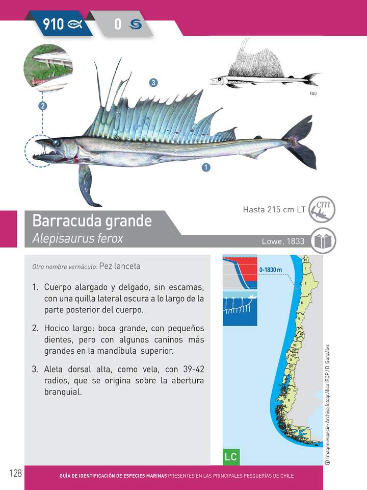 Alepisaurus ferox - Barracuda grande