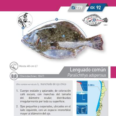 Paralichthys adspersus - Lenguado común