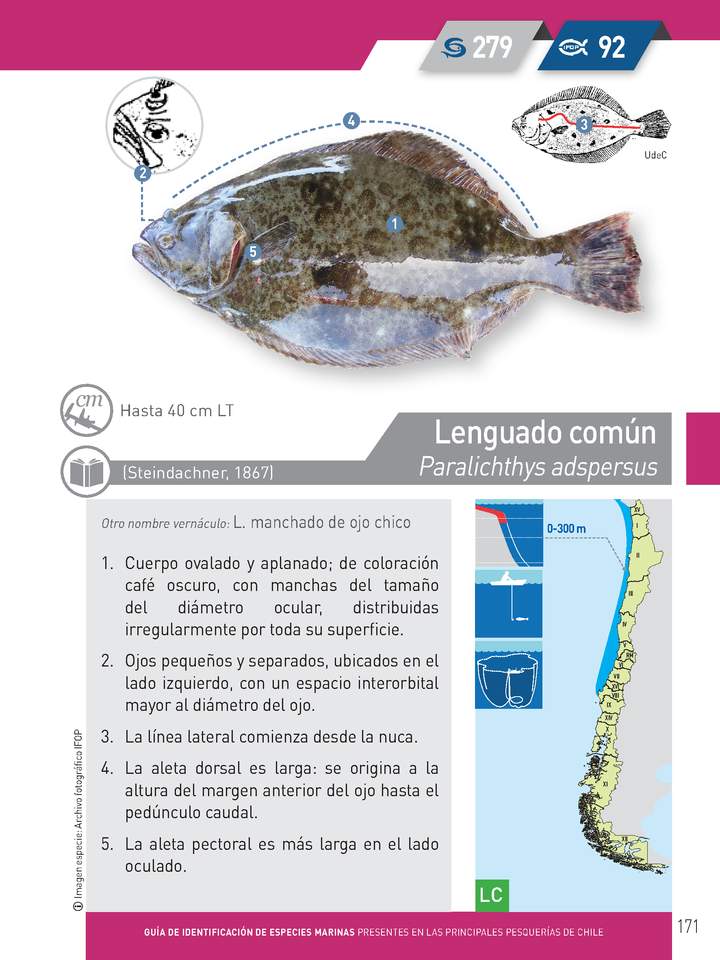 Paralichthys adspersus - Lenguado común