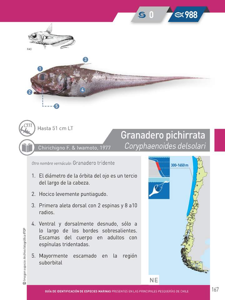 Coryphaenoides delsolari - pichirrata