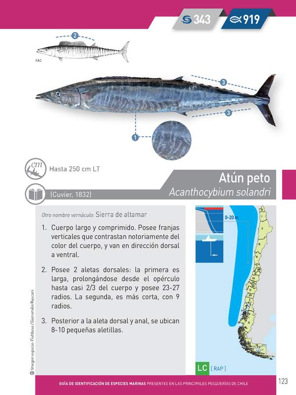 Acanthocybium solandri - atún peto