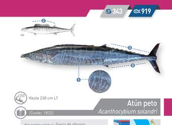 Acanthocybium solandri - atún peto