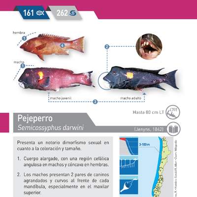 Semicossyphus darwini - Peje perro