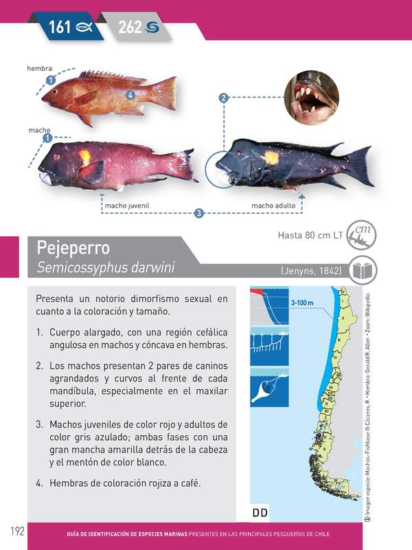 Semicossyphus darwini - Peje perro