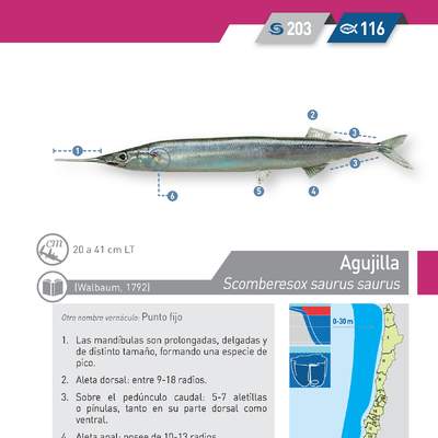 Scomberesox saurus saurus - Agujilla