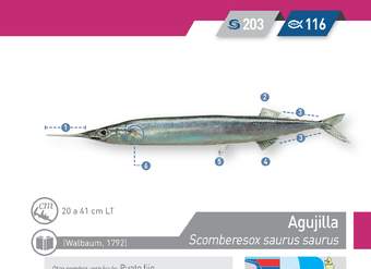 Scomberesox saurus saurus - Agujilla