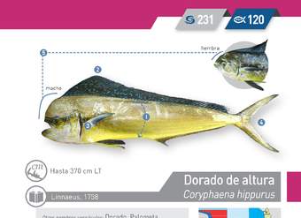 Coryphaena hippurus - Dorado de altura