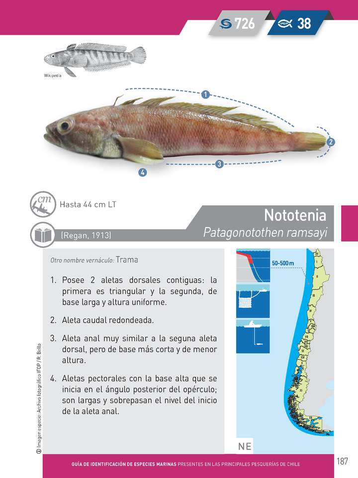 Patagonotothen ramsayi - Nototenia